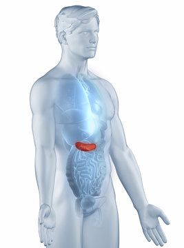 Pancreas position anatomy man isolated lateral view