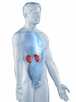 Kidney position anatomy man isolated lateral view