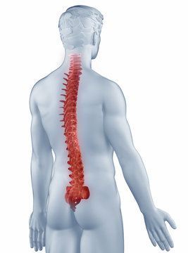 Spine position anatomy man isolated posterior view