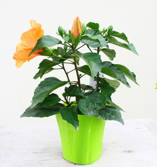 plante en  pot  : hibiscus orange