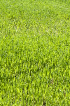 sfondo di erba verde