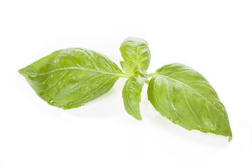 Basil leaf, isolated