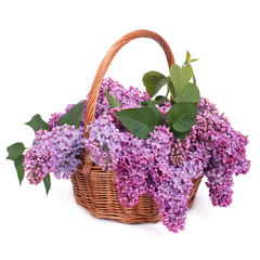 Fototapeta na wymiar A bouquet of lilac in a wicker basket isolated on white