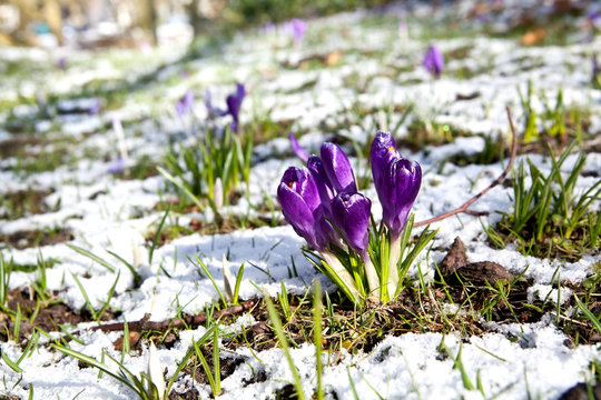 beautiful violet crocus flowers on snow