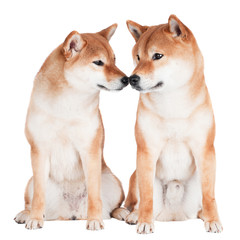 two shiba inu dogs touching with their noses
