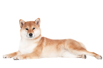 shiba inu dog lying down