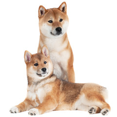 shiba inu dog with a puppy
