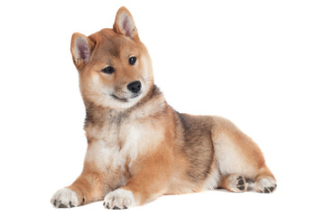 shiba inu puppy