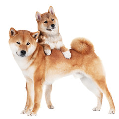 shiba inu dog with a puppy