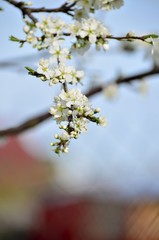 Cherry