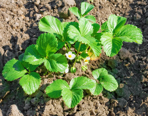 Bush of strawberries. Close-Up