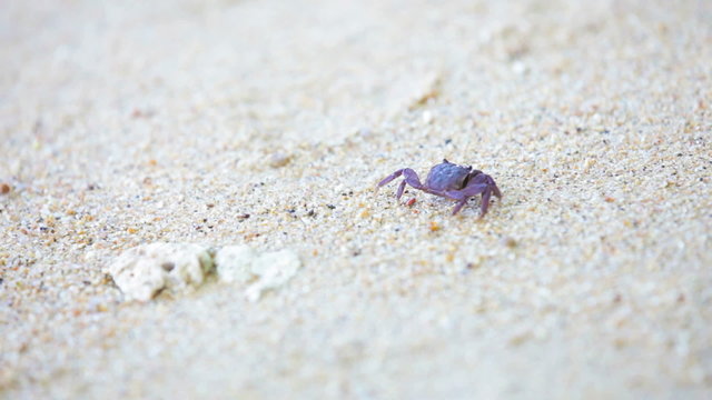 Small dark crab on white sand beach