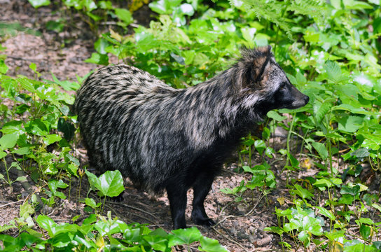Cane Procione - Nyctereutes procyonoides