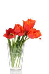 Red tulips