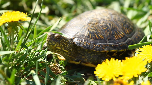 Tortoise on the Grass with Dandelions