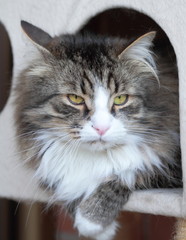 Siberian cat, male