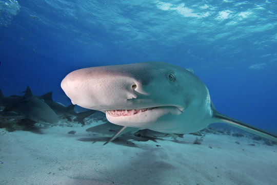 Head of lemon shark