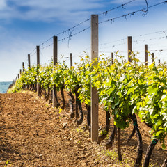 Beautiful rows of young grapes in the countryside with the wine
