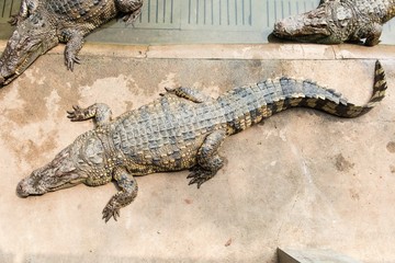 Obraz premium Fresh water adult crocodile from Thailand