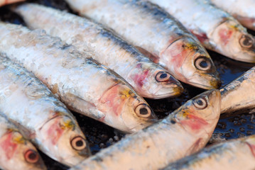 SARDINAS ASADAS A LA PLANCHA, FRESCAS, DETALLE MACRO
