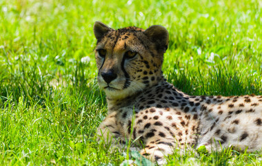 Ghepardo - Acinonyx jubatus