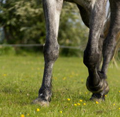 Clip Clop, Close up of a horses legs whilst trotting round a circle. 