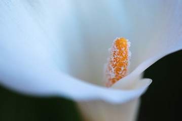ZANTEDESCHIA AETHIOPICA, CALA, LIRIO DE AGUA, O ALCATRAZ