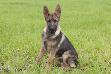 German shepherd`s puppy
