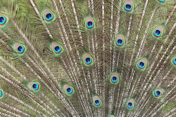 Obraz premium Feathers of peacock