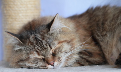 Gatta siberiana adulta