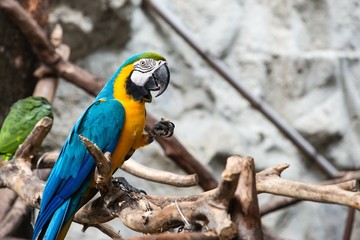 Blue and Gold macaw bird