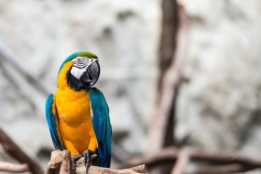 Blue and Gold macaw bird