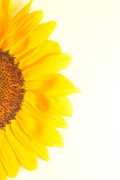 half sunflower