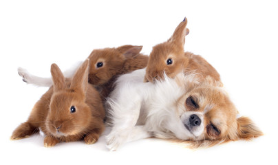 chihuahua and bunnies