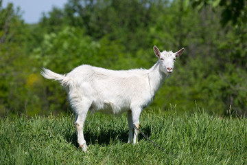 goat on green meadow