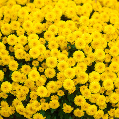 Yellow flowers bush blossom