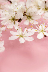Cherry blossom on water, pink background. Copy space, very selec