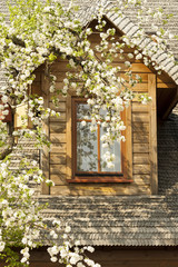 Fototapeta na wymiar Wooden window and flowering apple tree.