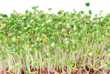 Young green broccoli sprouts for salads and healthy dishes