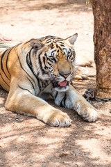 Fototapeta na wymiar Captured asian bengal tiger in open space in metal chain