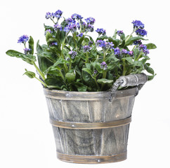 Forget me not flower in grey wooden pot isolated on white backgr