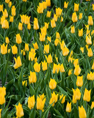Yellow tulips during the spring