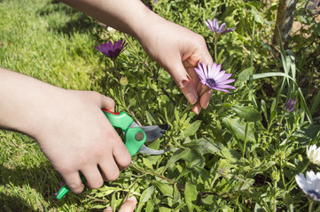 pruning a flower with focus on pruning shears