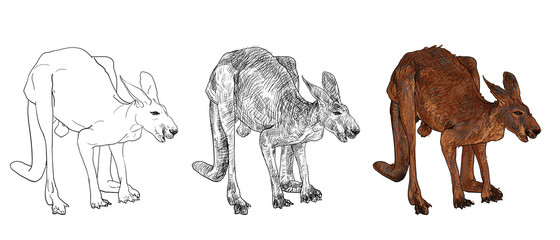 Kangaroo