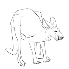 Kangaroo