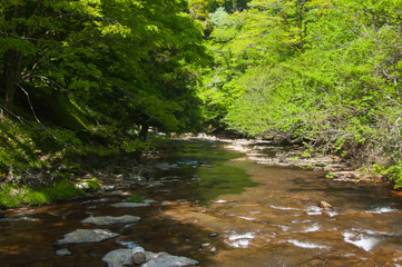 渓流と新緑