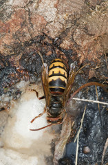 European hornet (Vespa crabro) feeding on sap from oak