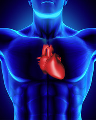 Anatomically correct human heart/torso with clipping path