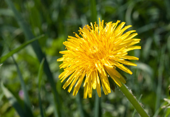 Dandelion flower