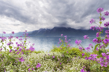 Flowers against mountains, Montreux. Switzerland - 52315154